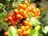 img_7688fc.jpg