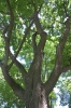 img_2795fc